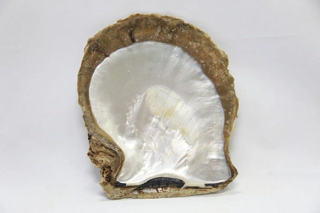 THE PINCTADA MAXIMA OYSTER | The South Sea Pearl