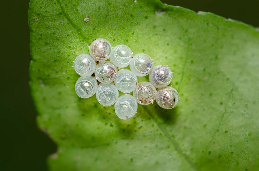 The Future of the Tahitian Pearl Industry Bright Horizons