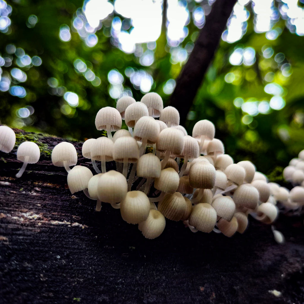 The Art and Process of Harvesting Tahitian Pearls
