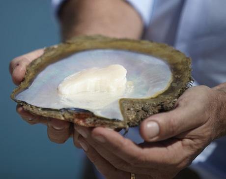 The pearl culture industry in Japan is in crisis after millions of oysters inexplicably died. | The South Sea Pearl