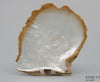 Open pearl shell display with white mother-of-pearl interior